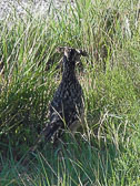 P6296463_edited-1.jpg