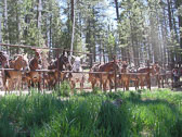The North Rim